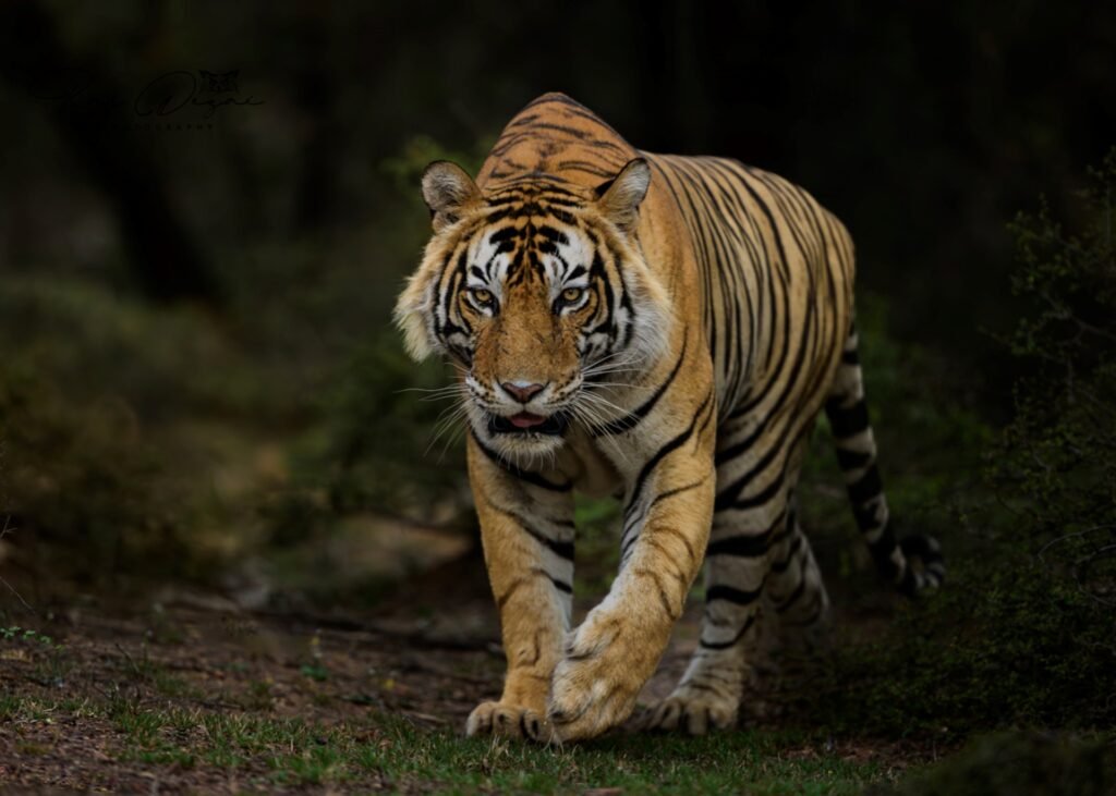 RANTHAMBORE- Wild Heritage - Photography Workshop
