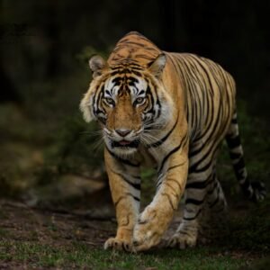 RANTHAMBORE- Wild Heritage - Photography Workshop