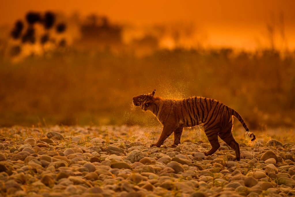 DHIKALA-WILDLIFE  PHOTOGRAPHY TOUR