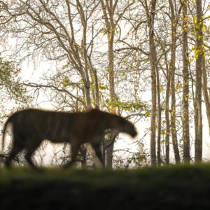 KANHA- Magical Winter - Wildlife Photography Expedition