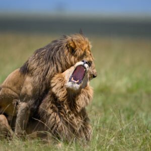 TANZANIA β Where Earth Still Roars