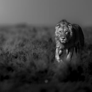 BOTSWANA-Premium Camping • 9D8N Wildlife Photography Tour,2026